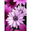 Marguerites violettes 27*38 cm WD2306