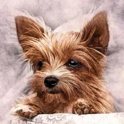(D) Pūkuotas draugas 38*38 cm WD2307