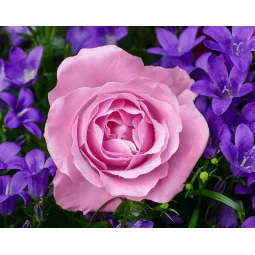 (D) Garden Rose 48*38 cm WD2308