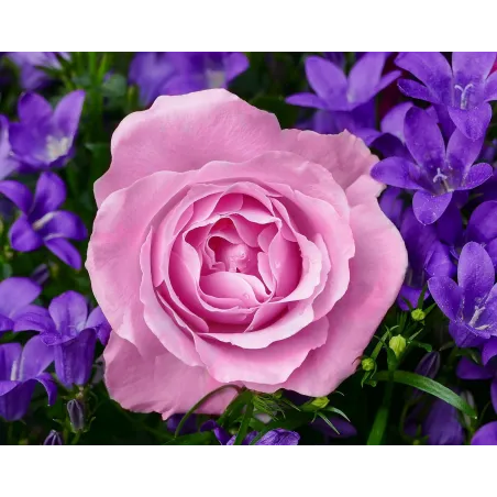 (D) Rose de jardin 48*38 cm WD2308