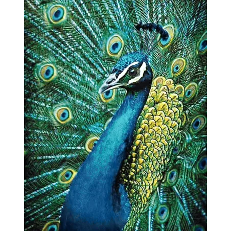 (D) Pfau 38 х 48 cm WD231