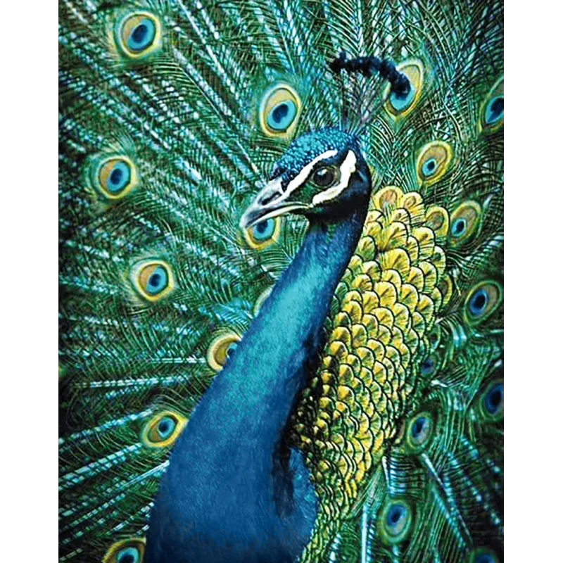 (D) Pfau 38 х 48 cm WD231