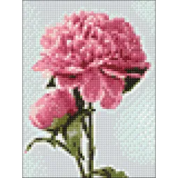 (D) Rožinis bijūnas 15*20 cm WD276