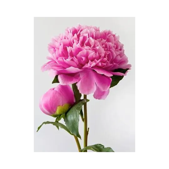 (D) Pivoine Rose 15*20 cm WD276