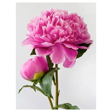 (D) Pivoine Rose 15*20 cm WD276