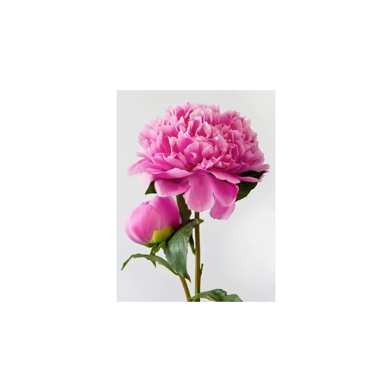 Pink Peony 15*20 cm WD276