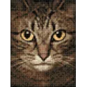 (D) Wise Cat 15*20  cm WD280