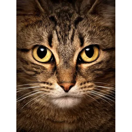 (D) Wise Cat 15*20  cm WD280