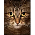 (D) Wise Cat 15*20  cm WD280