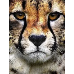 (D) Hunter's Look 15*20 cm WD285