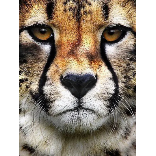 (D) Style Chasseur 15*20 cm WD285