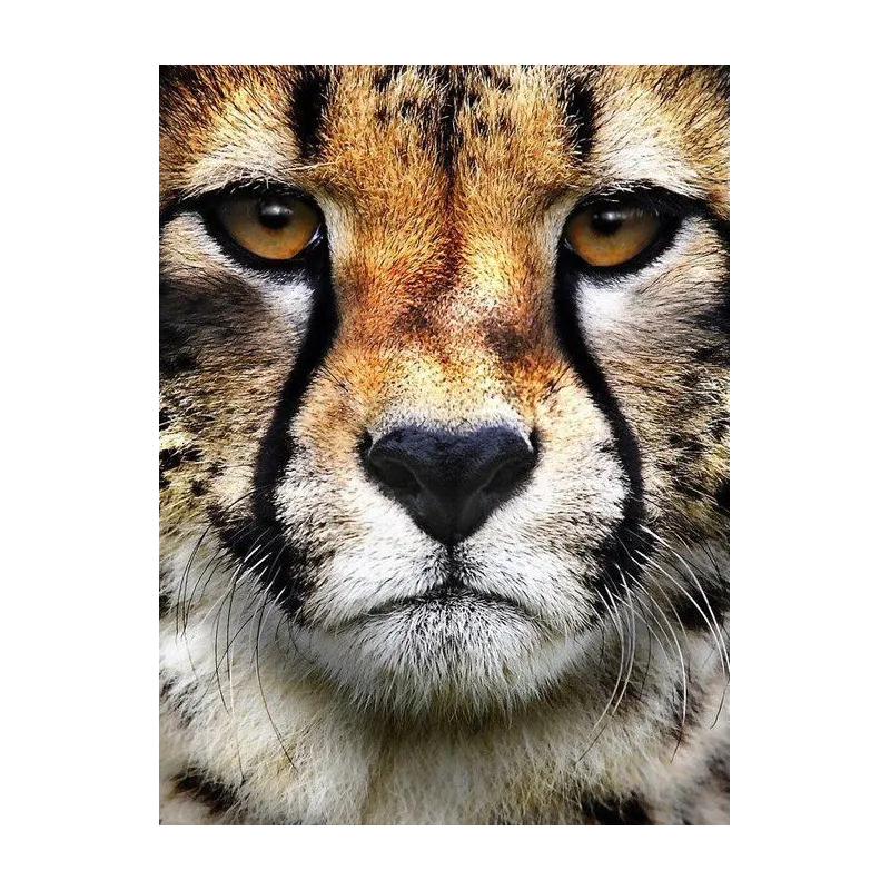 (D) Style Chasseur 15*20 cm WD285