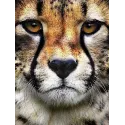 (D) Hunter's Look 15*20 cm WD285