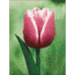 Tulpė 15*20 cm WD300