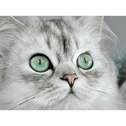 (D) Magnetic eyes 40*30 cm WD3000