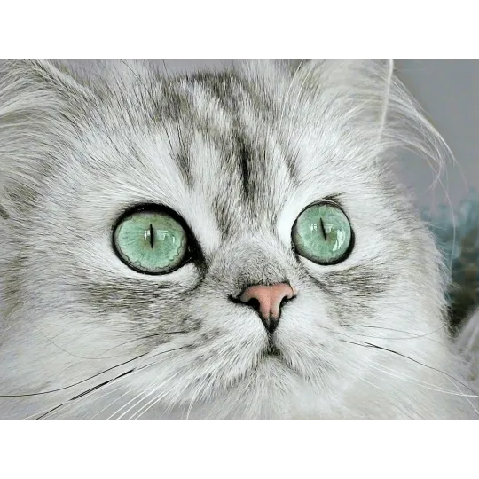 (D) Magnetic eyes 40*30 cm WD3000