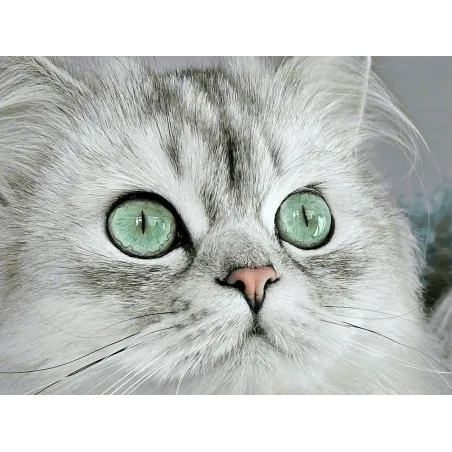 (D) Magnetic eyes 40*30 cm WD3000