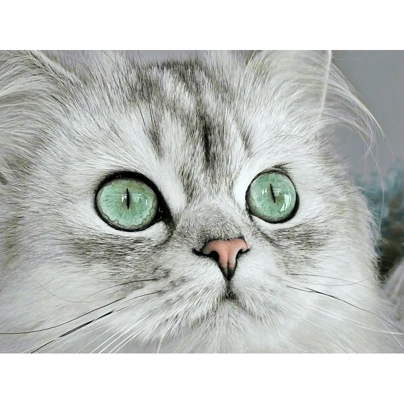 (D) Yeux magnétiques 40*30 cm WD3000