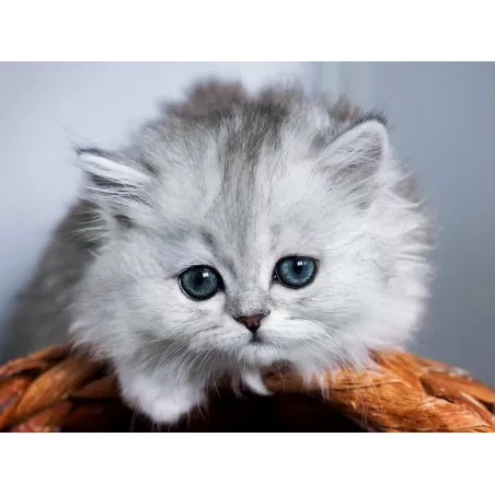 (D) Little fluffy 40*30 cm WD3001