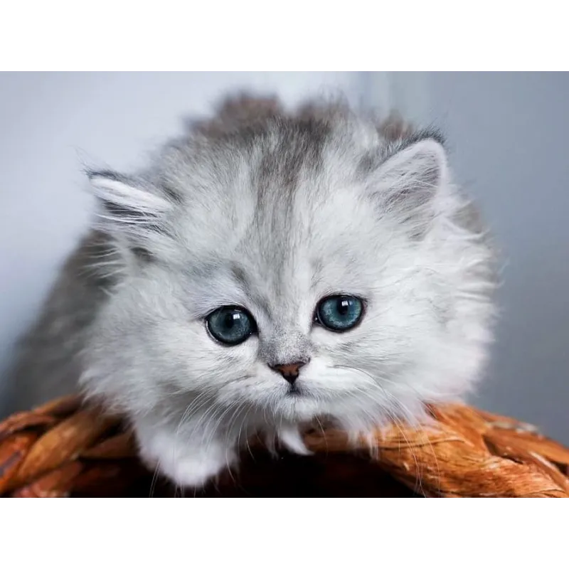 (D) Little fluffy 40*30 cm WD3001