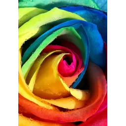 (D) Rainbow Rose 20*30 cm WD023