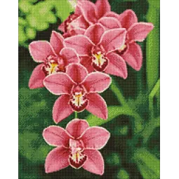 (D) Cimbidium 38*48 cm WD033