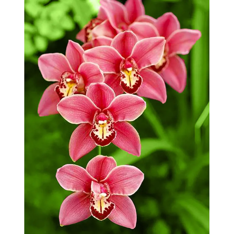 Cymbidium 38*48 cm WD033