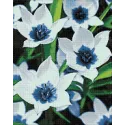 VENTE (Discontinué) Tulipes Oeil Bleu 38*48 cm WD034
