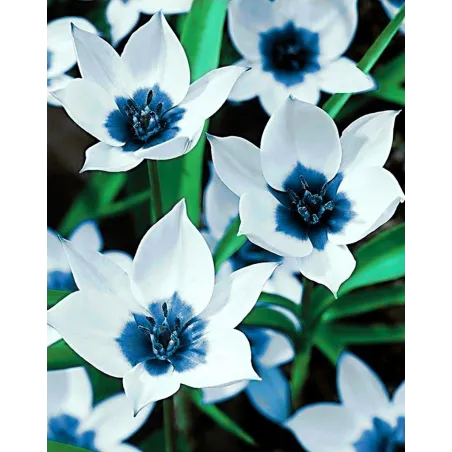 VENTE (arrêté) Tulipes aux yeux bleus 38*48 cm WD034