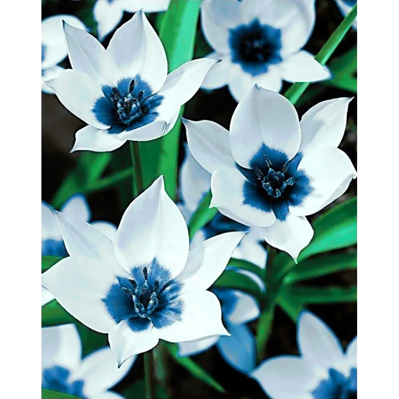 VENTE (Discontinué) Tulipes Oeil Bleu 38*48 cm WD034