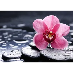 Orchidée Wanda 38*27 cm WD035