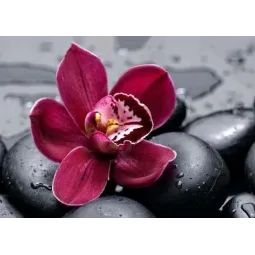 Royal Orchid 38*27 cm WD036