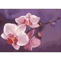 Branch of Orchids 38*27 cm WD038