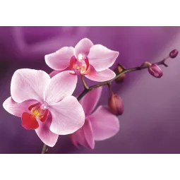 Ast Orchideen 38*27 cm WD038