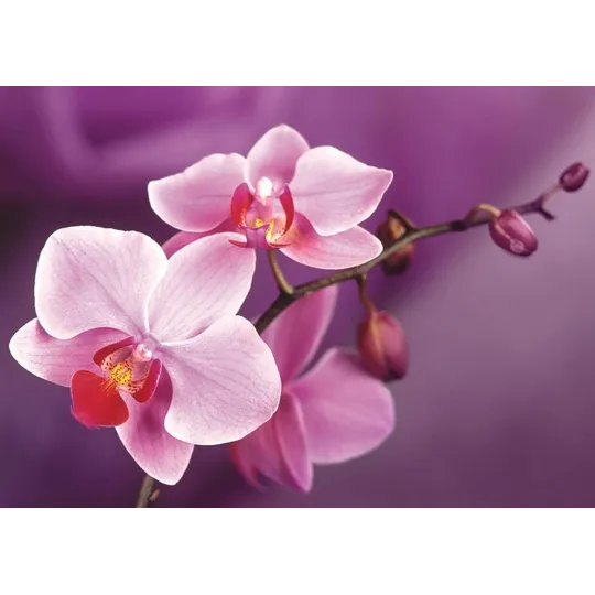 Branch of Orchids 38*27 cm WD038