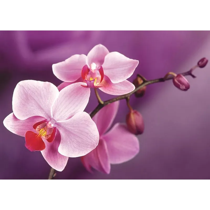 Orchideenzweig 38*27 cm WD038