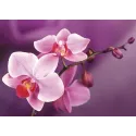 Orchideenzweig 38*27 cm WD038