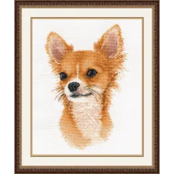 SALE Mažas draugas. Chihuahua S1001