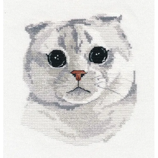 Scottish Fold S1323