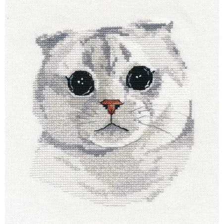 Scottish Fold S1323