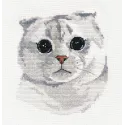 Scottish Fold S1323