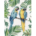 Blue-and-yellow macaw S1348