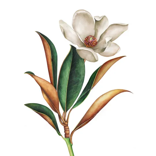 Magnolie 30*40 WD3017