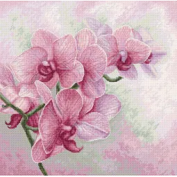 Grakščiosios orchidėjos SB7009