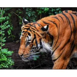 (D) Jungle king 50*40 WD3035