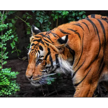 Roi de la jungle 50*40 WD3035