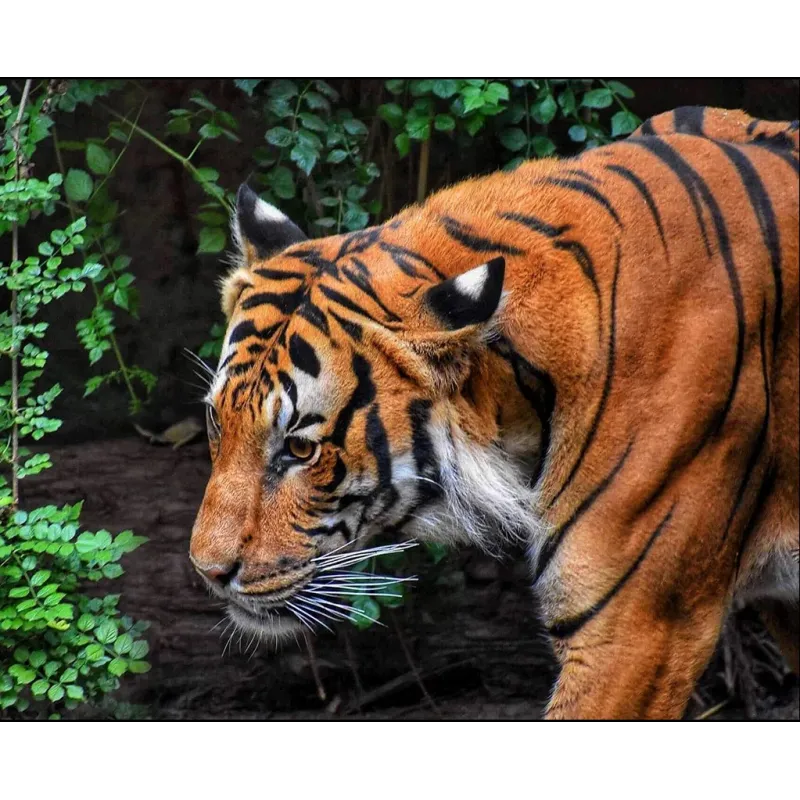 (D) Король джунглей 50*40 WD3035