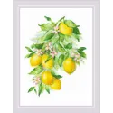 Citrons 30x40 SR2054