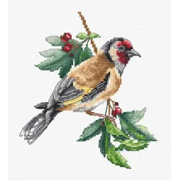 Chardonneret élégant oiseau SB1197