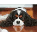 King Charles Spaniel 40*30 WD3052